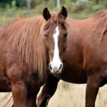 A serene scene of brown horses grazing peacefully in a lush meadow.